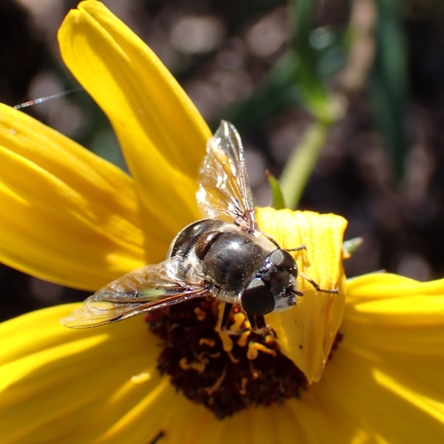 Unknown species found near Hutchinson Island, Savannah, GA, USA