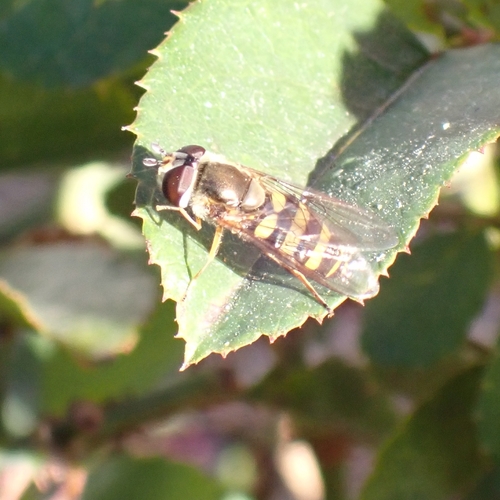 Unknown species found near Hutchinson Island, Savannah, GA, USA