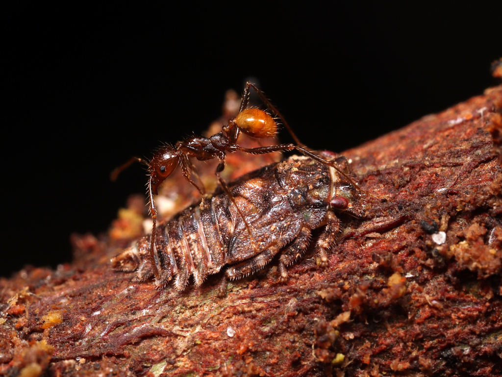Nicomia pulchella
