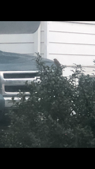 Passer domesticus