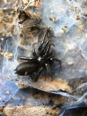 Gnaphosidae