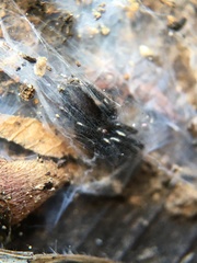 Gnaphosidae