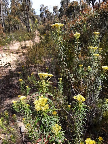 Cassinia aureonitens observed 2025-11-13