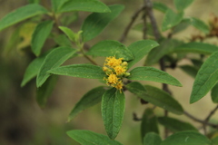Calea sessiliflora