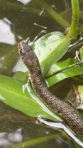 Common keelback sighting