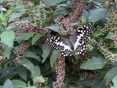 Papilio demoleus