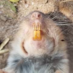 Geomys texensis
