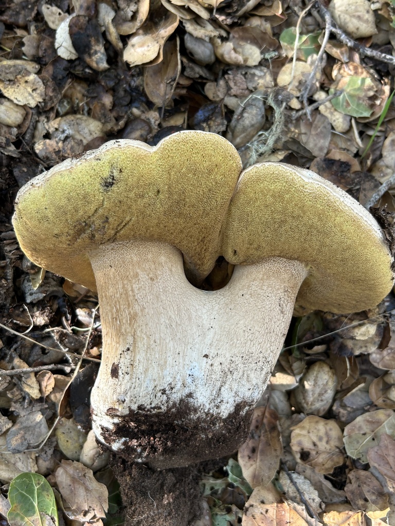 Boletus barrowsii