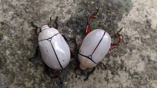 Macropoides crassipes