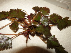 Trapa natans bispinosa