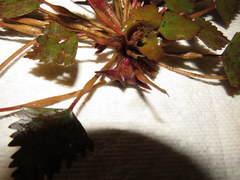 Trapa natans bispinosa