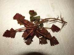 Trapa natans bispinosa