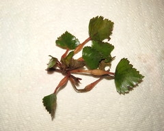 Trapa natans bispinosa