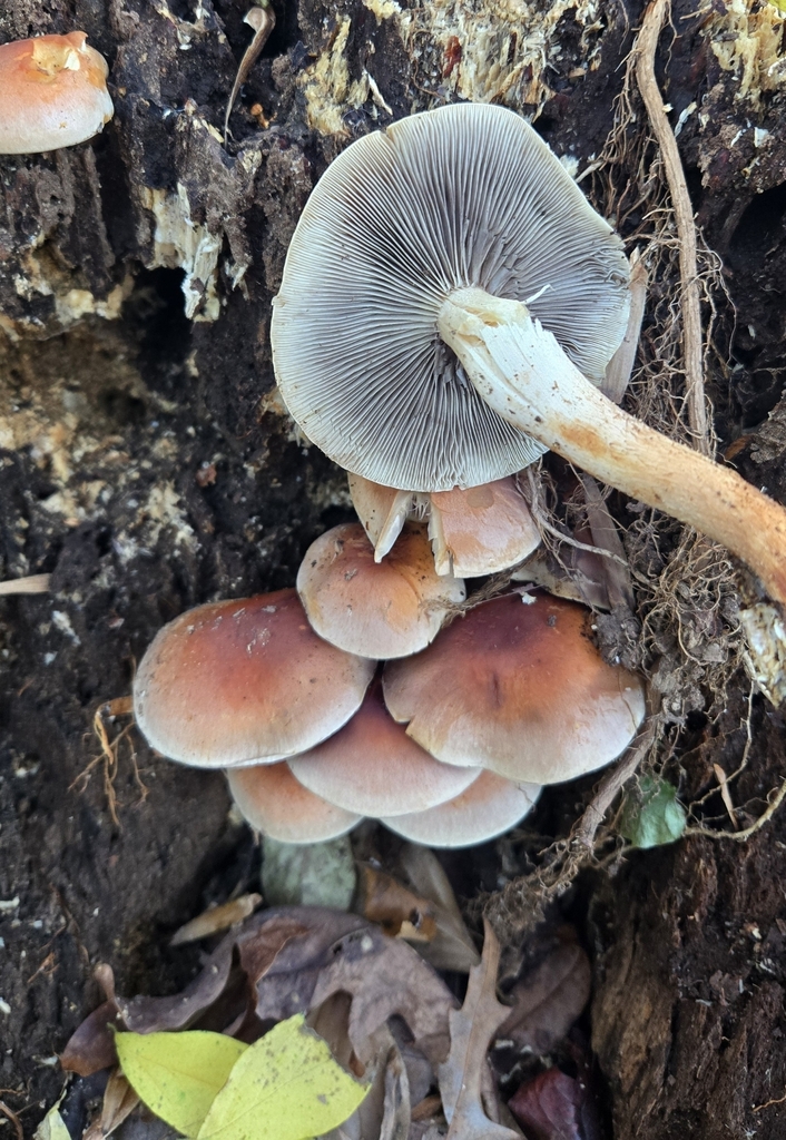 Hypholoma lateritium · November 2025 · photo: © benfungi (iNaturalist, cc-by)
