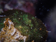 Porites hawaiiensis