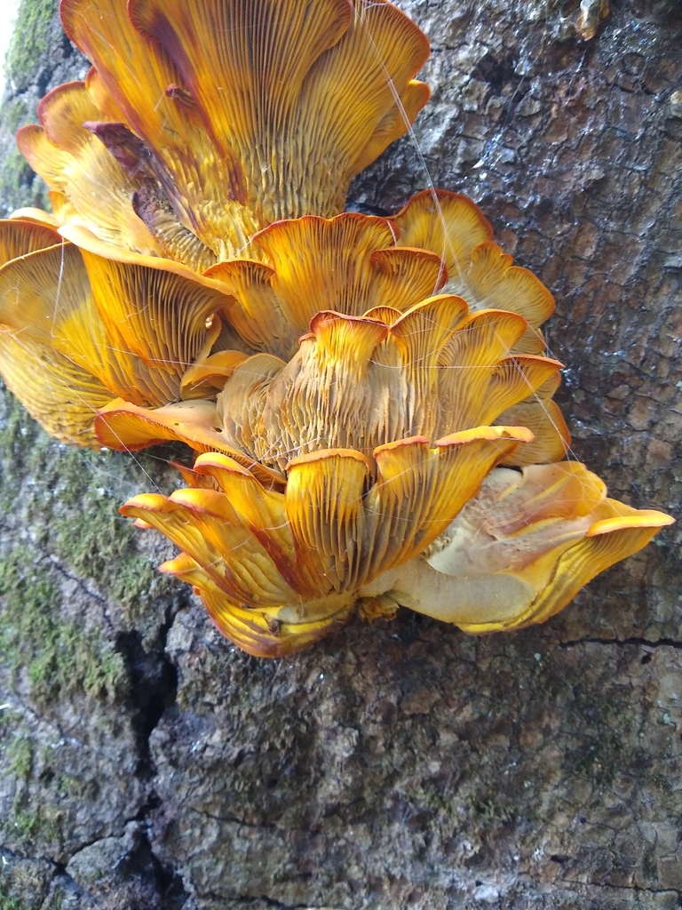 Omphalotus olivascens · November 2025 · photo: © johnkenny54 (iNaturalist, cc0)