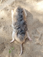 Geomys texensis