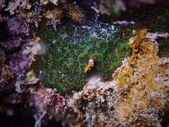 Porites hawaiiensis