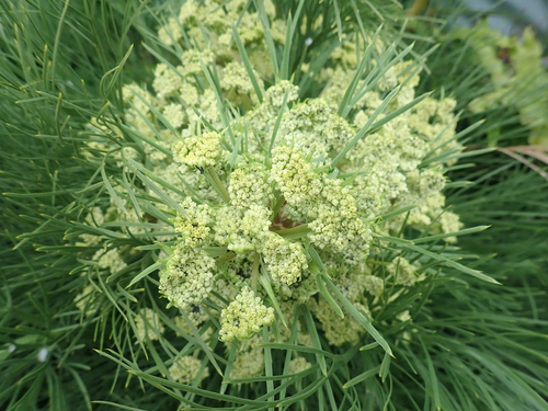 Aciphylla dieffenbachii, photograph 4