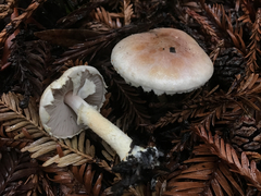 Agaricus comtulus