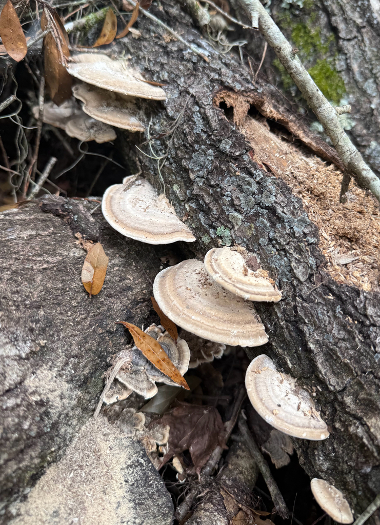 Trametes lactinea · November 2025 · photo: © melissameadows (iNaturalist, cc-by)