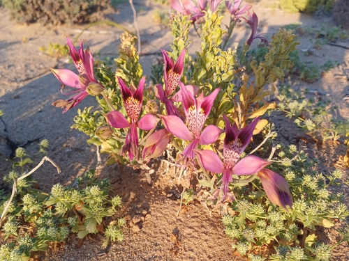 Alstroemeria werdermannii (Alstroemeria werdermannii)