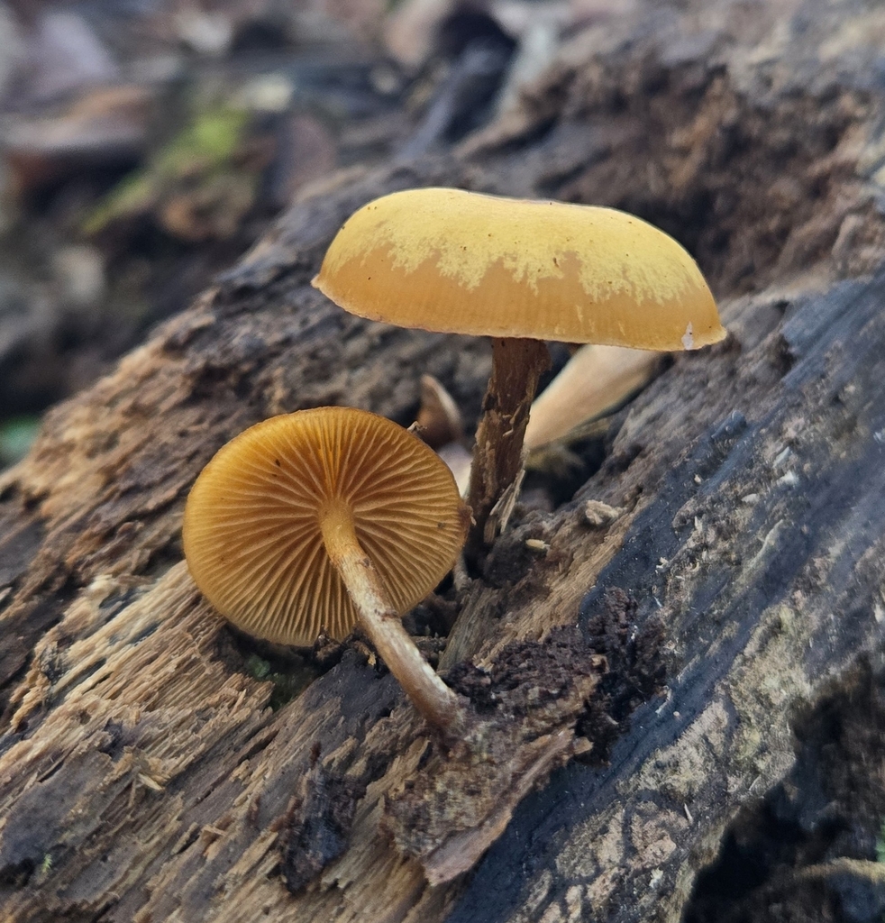 Galerina marginata · November 2025 · photo: © benfungi (iNaturalist, cc-by)