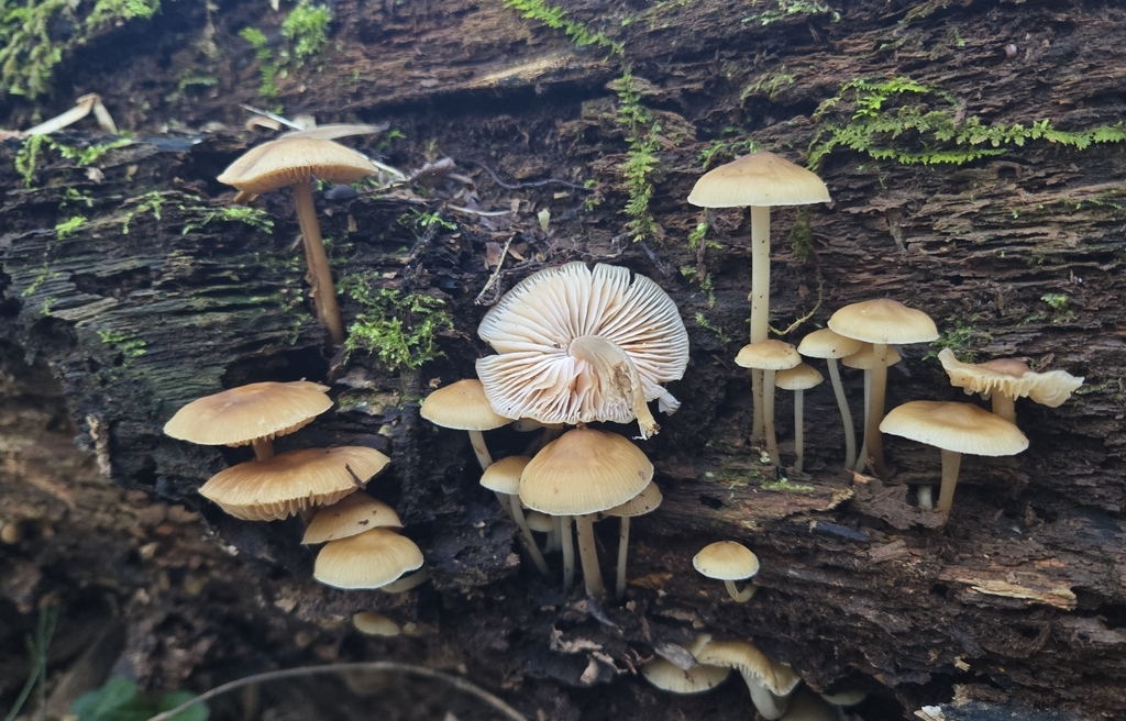 Mycena galericulata · November 2025 · photo: © benfungi (iNaturalist, cc-by)