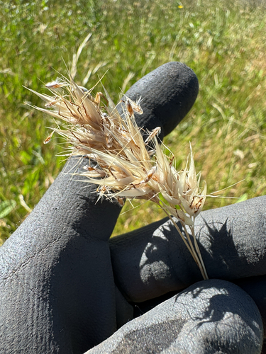 Rytidosperma duttonianum, 2025-11-28