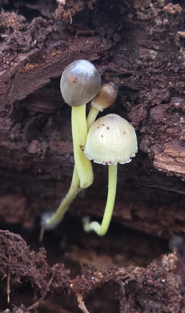 Mycena epipterygia · November 2025 · photo: © benfungi (iNaturalist, cc-by)