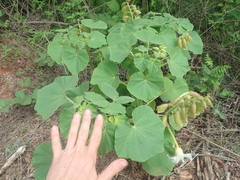 Craniolaria integrifolia
