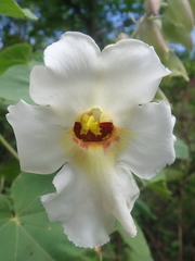 Craniolaria integrifolia