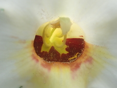 Craniolaria integrifolia