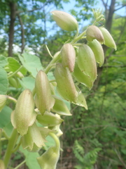 Craniolaria integrifolia