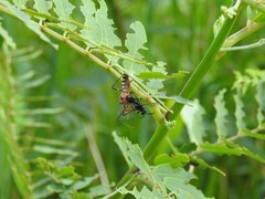 Cosmoclopius poecilus