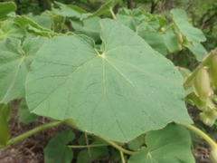 Craniolaria integrifolia