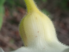 Craniolaria integrifolia