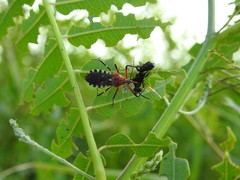 Cosmoclopius poecilus