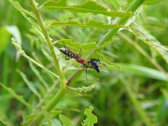 Cosmoclopius poecilus