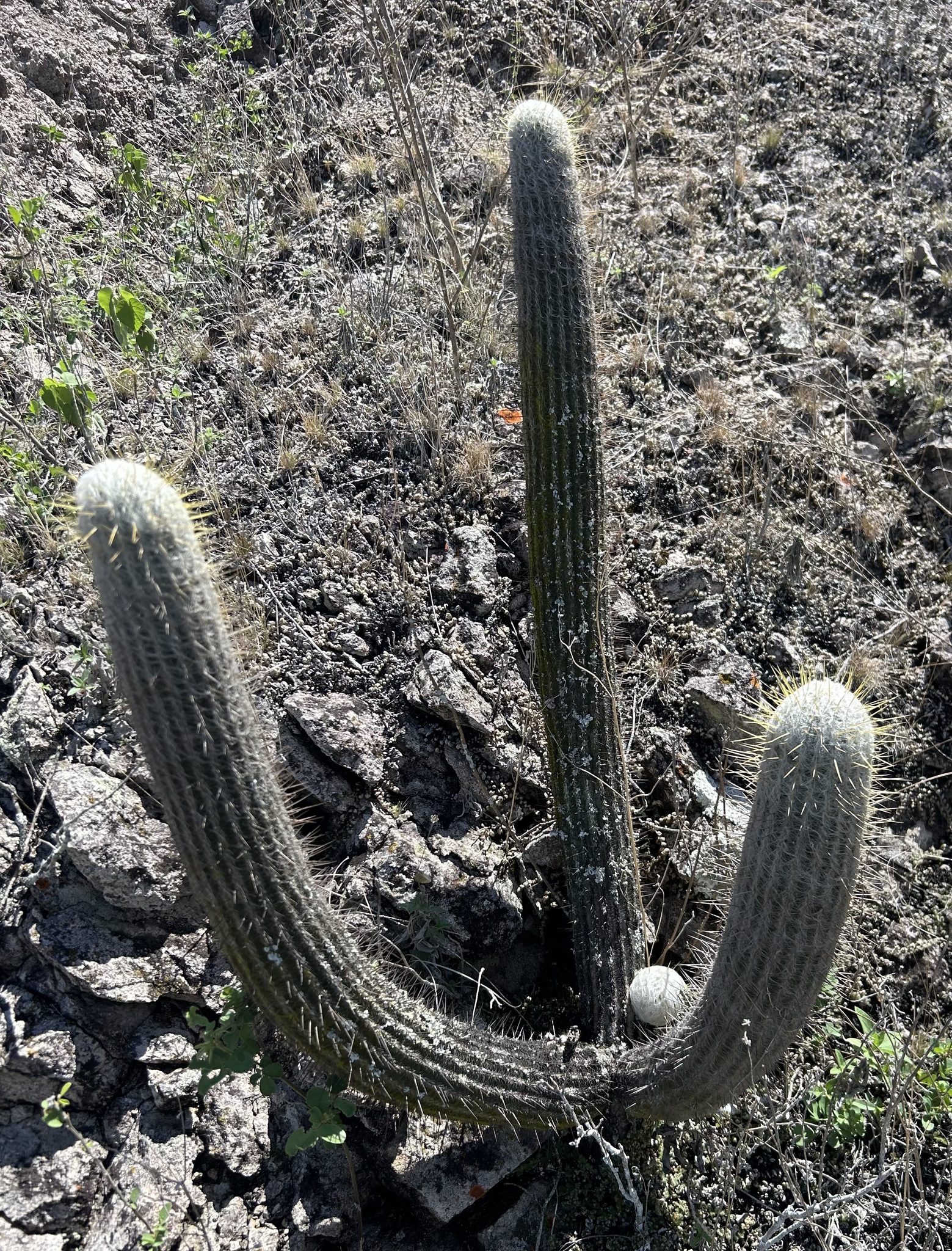 Espostoa frutescens