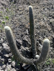Espostoa frutescens, photograph (c) John G. Phillips, some rights reserved (CC BY)