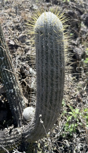 Espostoa frutescens, photograph 3