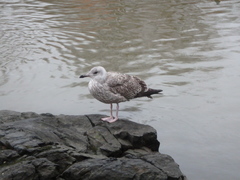 Larus argentatus