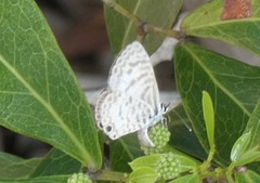 Leptotes cassius cassidula