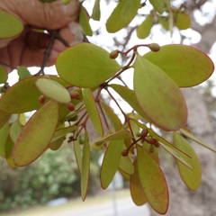 Muellerina celastroides