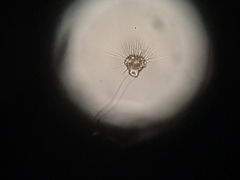 Ephelota