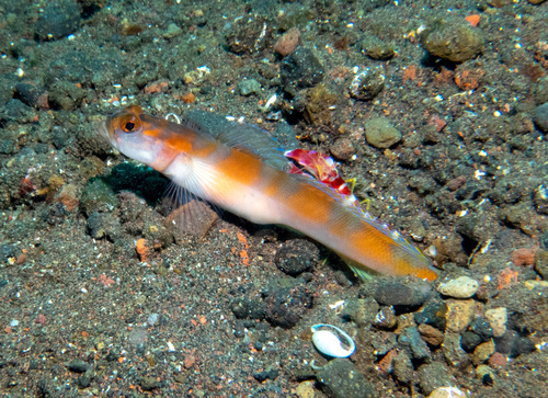 Flagtail shrimpgoby (Amblyeleotris yanoi) — Gobiidae — 5