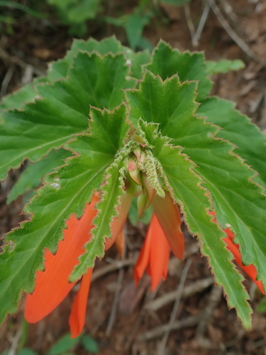 Begonia boliviensis