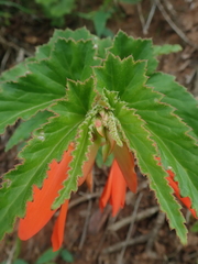 Begonia boliviensis