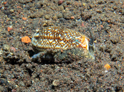 Oliva reticulata observed 2025-11-05